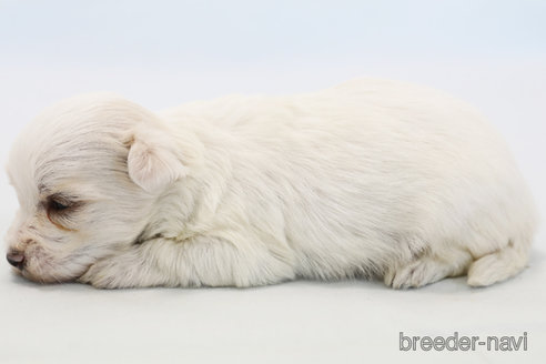 成約済の神奈川県のマルチーズ-296598の3枚目